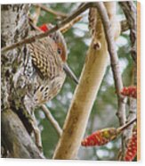 Northern Flicker Wood Print