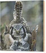 Northern Hawk Owl Surnia Ulula At Nest Wood Print