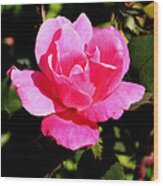 Old Towne Rose2 Wood Print