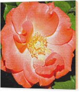 Orange Rose Wood Print