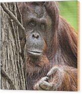 Orangutan Wood Print