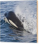 Orca Breathing As It Surfaces Southeast Wood Print