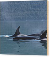 Orca Orcinus Orca Pod Surfacing, Inside Wood Print