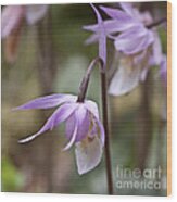 Orchid Calypso Bulbosa - 4 - Finland Wood Print