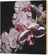 Orchids Gone Wild Wood Print