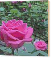 Outstanding Pink Rose Wood Print