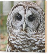 Owl Wood Print