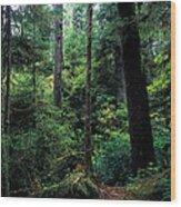 Pacific Rim National Park 4 Wood Print