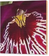 Painted Orchid Ll Wood Print