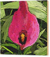 Painted Pink Cala Lily Wood Print