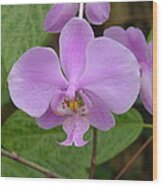 Pale Pink Orchid Wood Print