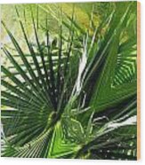 Palm Frond Kaleidoscopic Wood Print