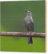 Palm Tanager Wood Print