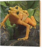 Panamanian Golden Frog Amplexus Wood Print