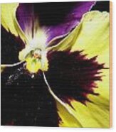 Pansy Brilliance Wood Print