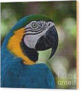 Parrot Head Wood Print