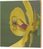 Partridge Pea And Matching Crab Spider With Prey Wood Print