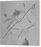Passionflower Vine Wood Print