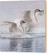 Pastel Swans Wood Print