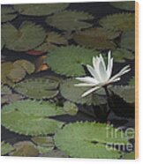 Peaceful Water Lily Wood Print