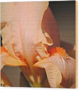 Peach Iris Flower Iii Wood Print