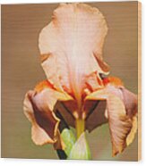 Peach Iris Flower Wood Print