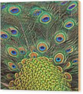 Peacock  Detail Wood Print