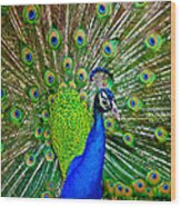 Peacock Display Wood Print