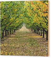 Pear Orchard Wood Print