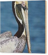 Pelican Profile Wood Print
