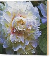 Peony Beauty Wood Print