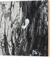 Petrified Tree Seaside Wood Print