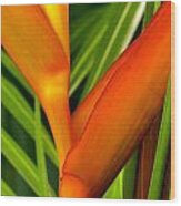 Photograph Of A Parrot Flower Heliconia Wood Print