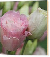 Pink And White Lisianthus Wood Print