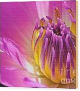 Pink And Yellow Water Lily Close Up Wood Print