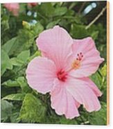 Pink Hibiscus Wood Print