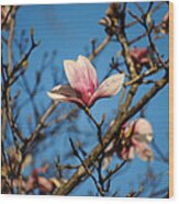Pink Magnolia Flower Wood Print