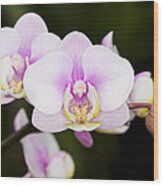 Pink Orchid Wood Print