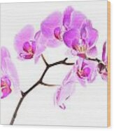 Pink Orchids 2 Wood Print