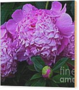 Pink Peonies In The Rain Wood Print