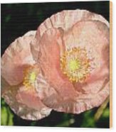 Pink Poppies Wood Print