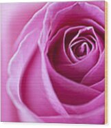 Pink Rose Wood Print