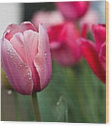 Pink Tulips With Water Drops Wood Print