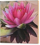 Pink Water Lily Wood Print