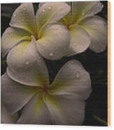 Plumeria Wood Print