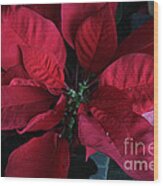 Poinsettia Euphorbia Pulcherrima Wood Print
