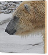 Polar Bear 2 Wood Print