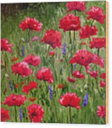 Poppies In A Meadow I Wood Print