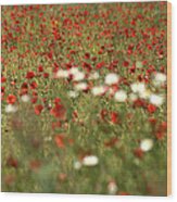 Poppy Field Vi Wood Print