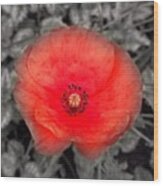 Poppy Wood Print